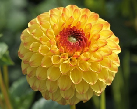 Dahlia 'Sunny Boy'