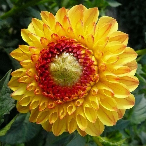 Dahlia 'Sunny Boy'