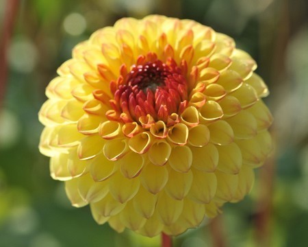 Dahlia 'Sunny Boy'