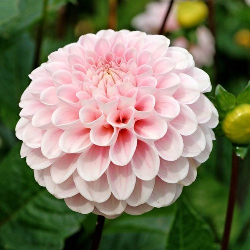 Dahlia 'Wizard of Oz'