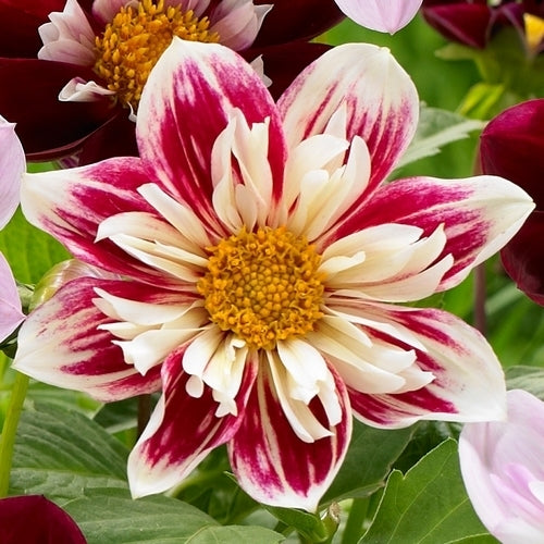 Dahlia 'Fashion Monger'