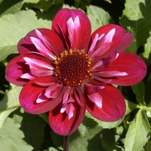 Dahlia 'Hootenanny'