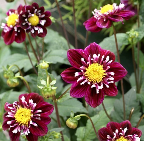 Dahlia 'Impression Fantastico' / 'Night Butterfly'