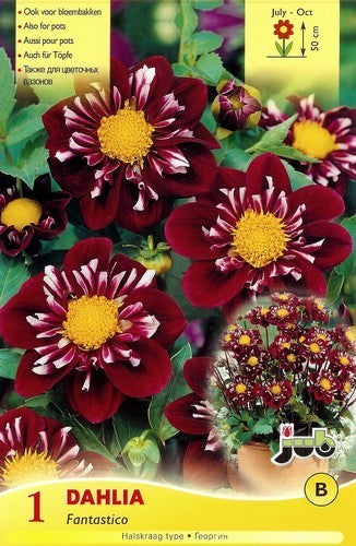 Dahlia 'Impression Fantastico' / 'Night Butterfly'