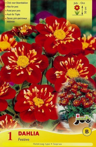 Dahlia 'Impression Festivo' / 'Pooh'