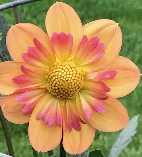 Dahlia 'Kelsey Anne Joy' / 'Kelsey Annie Joy'