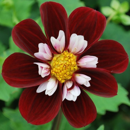 Dahlia 'Mary Evelyn'