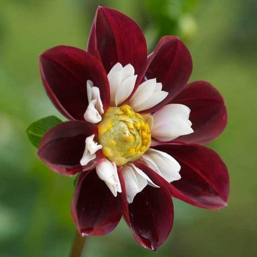 Dahlia 'Mary Evelyn'