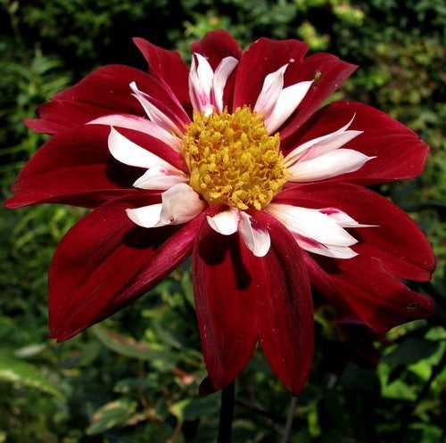Dahlia 'Mary Evelyn'