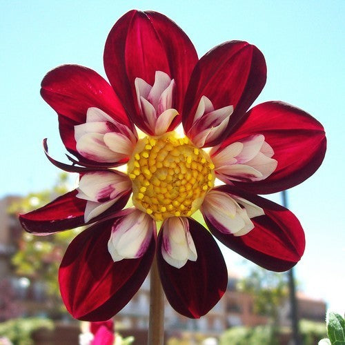 Dahlia 'Mary Evelyn'