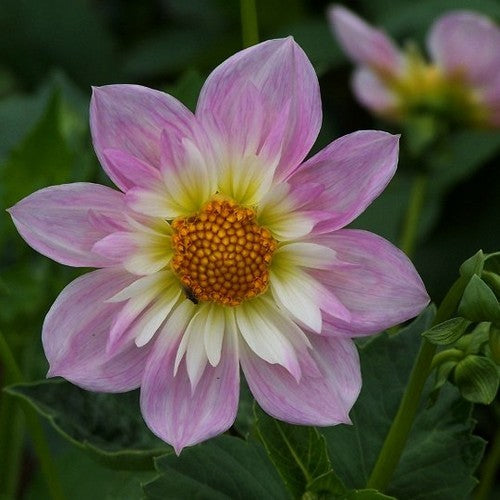 Dahlia 'Teesbrooke Audrey'