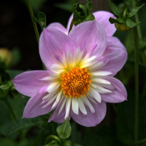 Dahlia 'Teesbrooke Audrey'