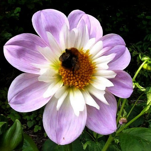 Dahlia 'Teesbrooke Audrey'