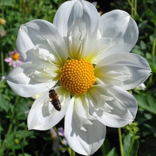 Dahlia 'Twyning'S White Chocolate''