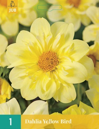 Dahlia 'Yellow Bird'