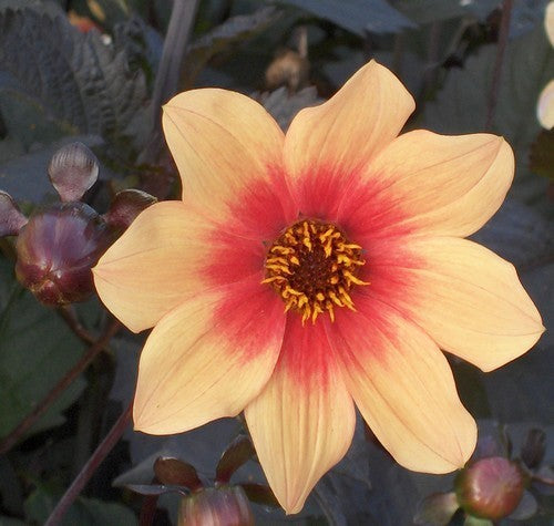 Dahlia 'HS Date'