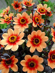 Dahlia 'HS Date'