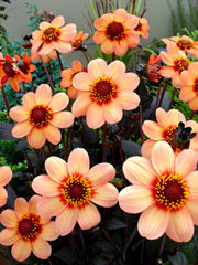 Dahlia 'HS First Love'