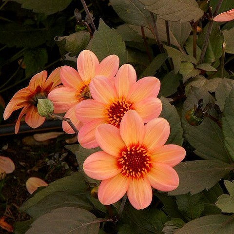 Dahlia 'HS First Love'