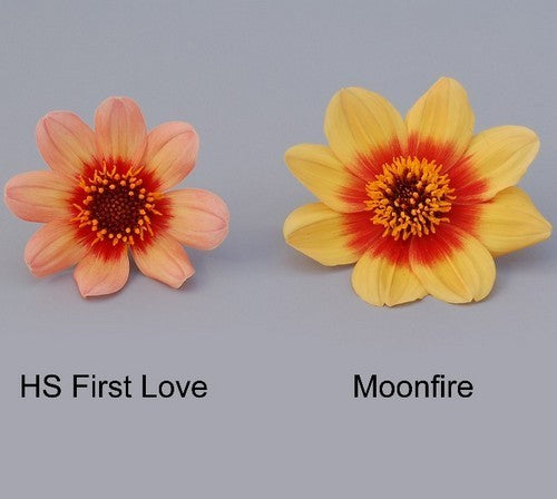 Dahlia 'HS First Love'