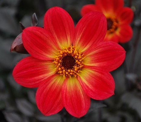 Dahlia 'HS Flame'