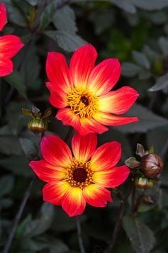 Dahlia 'HS Flame'