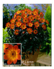 Dahlia 'HS Flame'