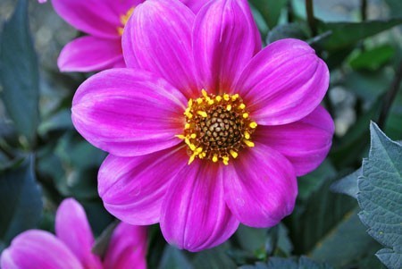 Dahlia 'HS Juliet'