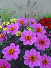 Dahlia 'HS Juliet'