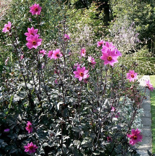 Dahlia 'HS Juliet'