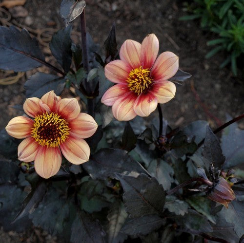 Dahlia 'HS Kiss'