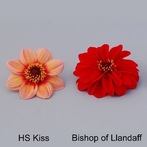 Dahlia 'HS Kiss'