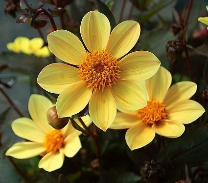 Dahlia 'HS Party'