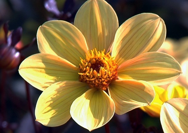 Dahlia 'HS Party'