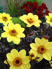 Dahlia 'HS Party'