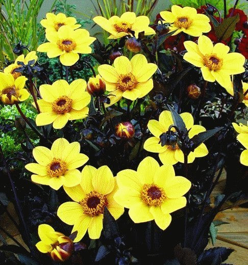 Dahlia 'HS Party'