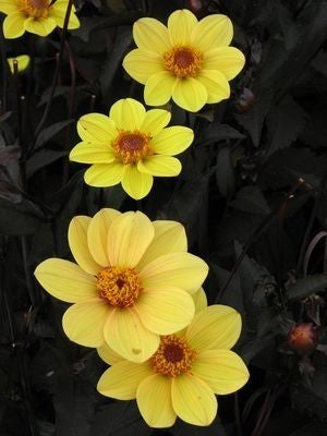 Dahlia 'HS Party'