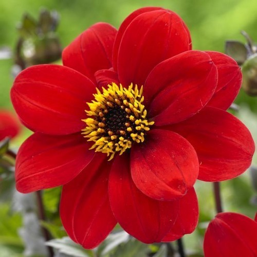 Dahlia 'HS Romeo'