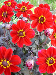 Dahlia 'HS Romeo'