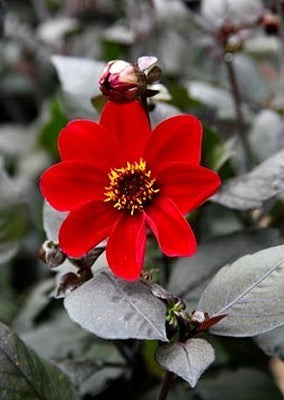 Dahlia 'HS Romeo'
