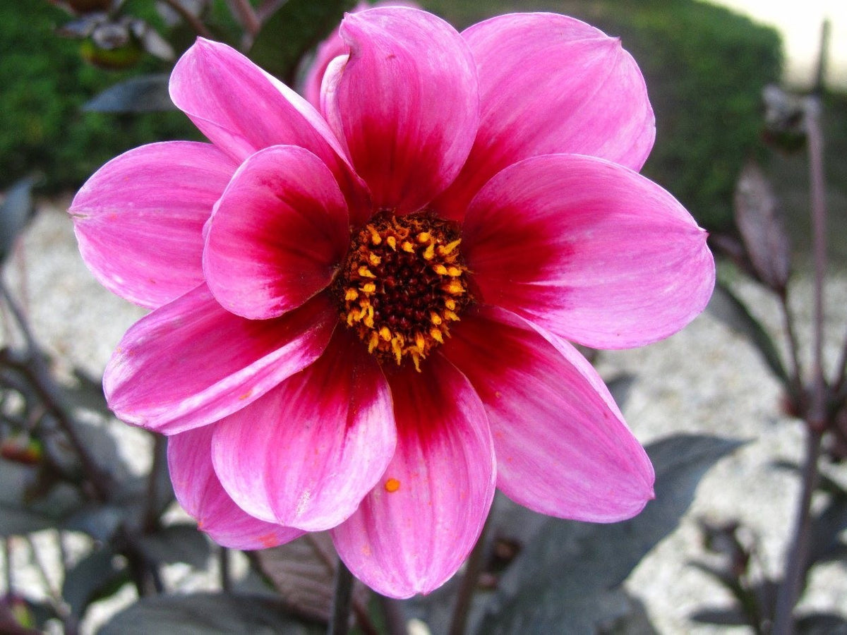 Dahlia 'HS Wink'