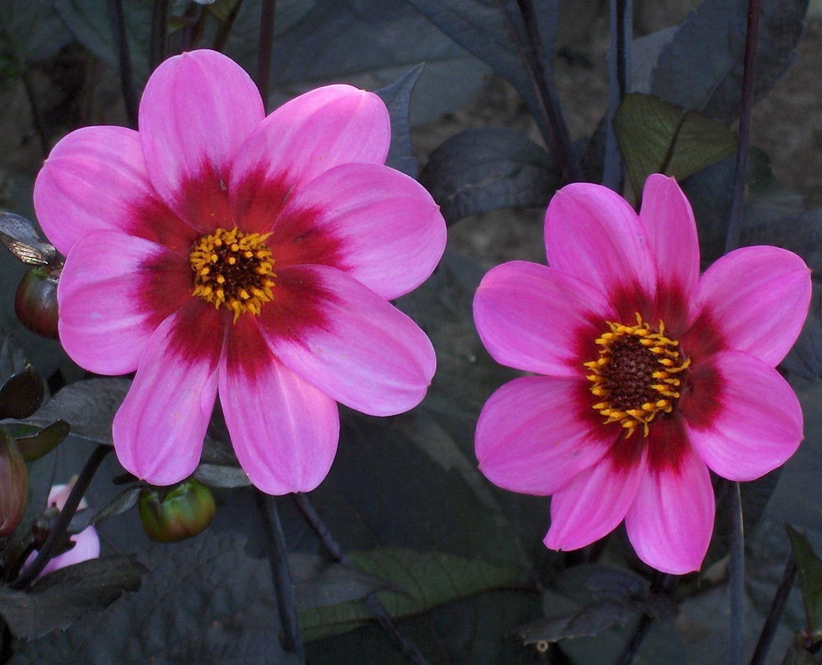 Dahlia 'HS Wink'