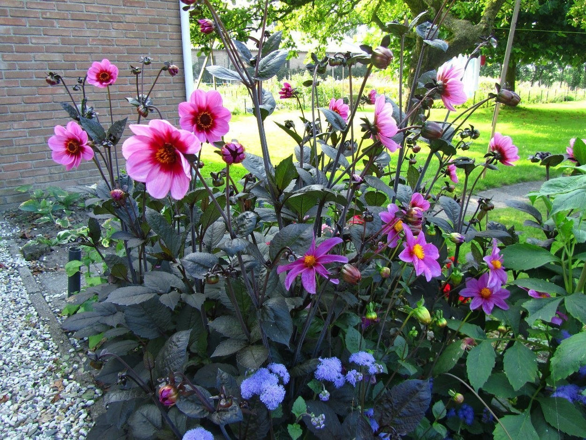 Dahlia 'HS Wink'