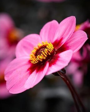 Dahlia 'HS Wink'