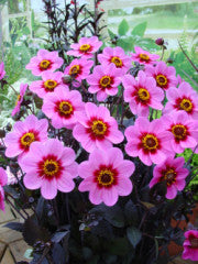 Dahlia 'HS Wink'