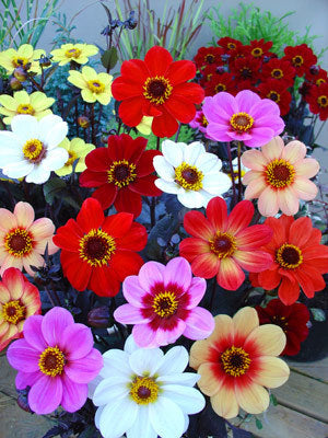 Dahlia HS Collectie