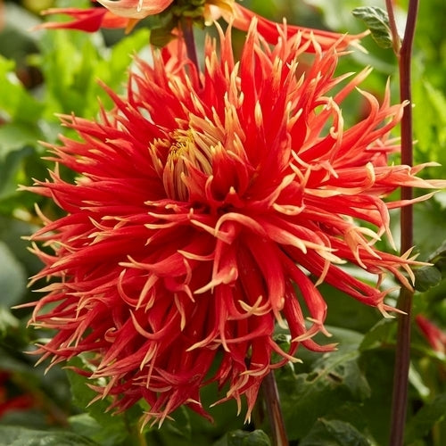Dahlia 'Boja's Farm' / 'Show 'N' Tell'
