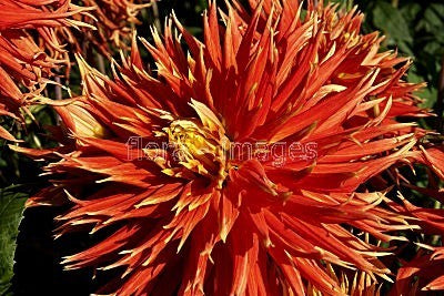 Dahlia 'Boja's Farm' / 'Show 'N' Tell'