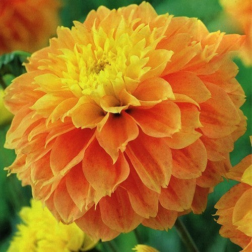 Dahlia 'Deep Impact'