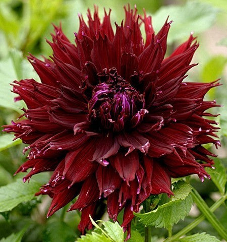 Dahlia 'Black Touch'